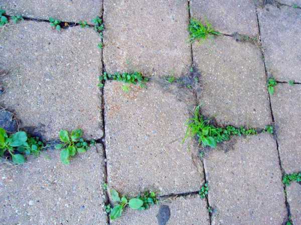 Как уничтожить траву на тротуарной плитке